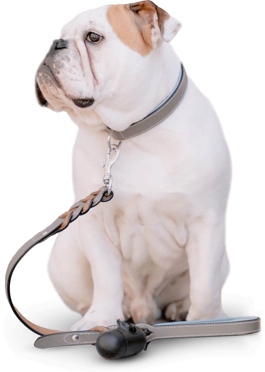 Guide to Choosing Dog Groomer Services